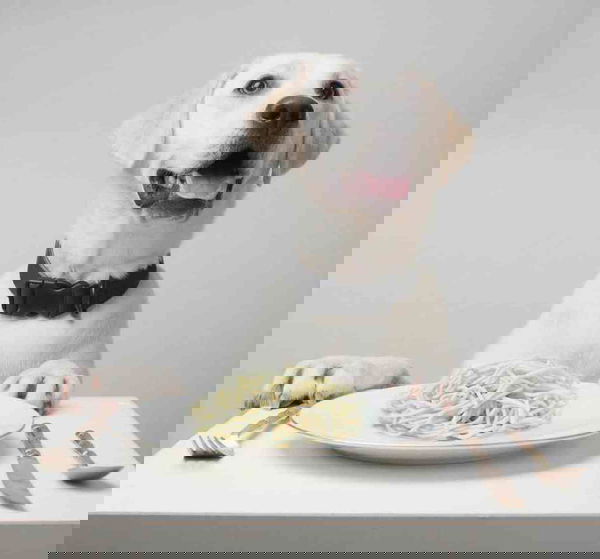 Troppa trippa, parte 2