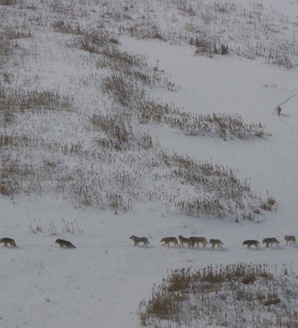 Il branco dei lupi article-post