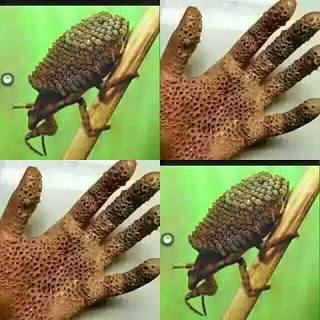 BUFALA: Virus portato da insetto che causa fori sulla pelle?