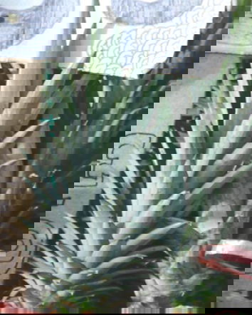 L’ananas al forno… sfatiamo qualche mito