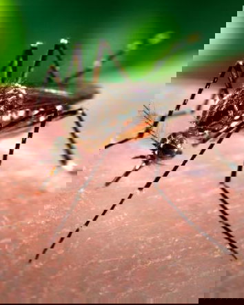 Il virus Zika, il metodo scientifico e il giornalismo