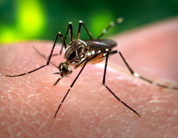 Il virus Zika, il metodo scientifico e il giornalismo article-post