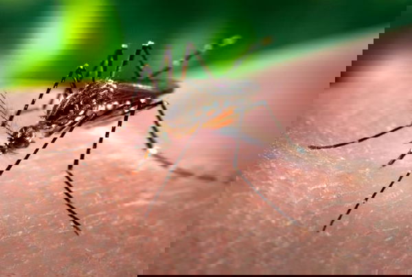 Il virus Zika, il metodo scientifico e il giornalismo