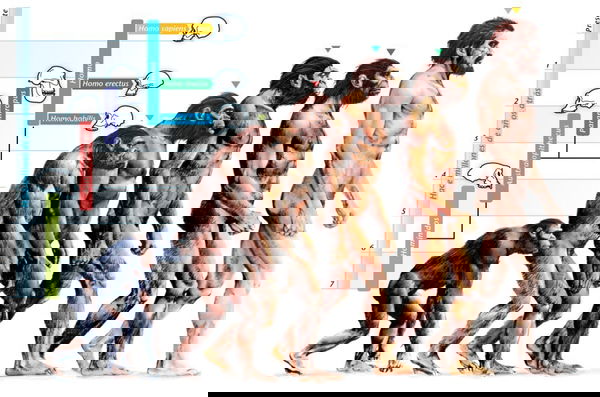 La dieta fruttariana nell’uomo primitivo