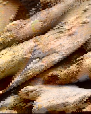 Lo zenzero panacea di tanti mali