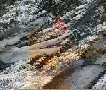 L’ultimo bastardo dell’anno (ovvero, i lupi dell’Idaho)