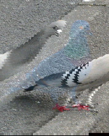 Ninth & Thunderstruck in: “Questi c***i di piccione” (cit.)