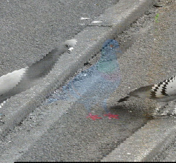 Ninth & Thunderstruck in: “Questi c***i di piccione” (cit.)