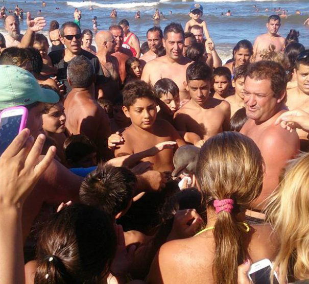 Il delfino morto per i selfie article-post