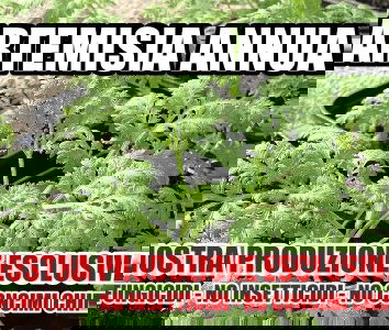 Artemisia Annua & Ministero della salute