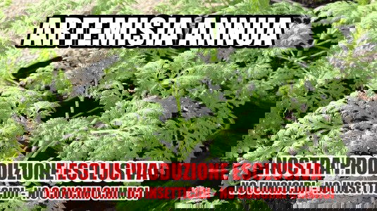 Artemisia Annua & Ministero della salute article-post