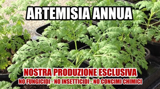 Artemisia Annua & Ministero della salute article-post