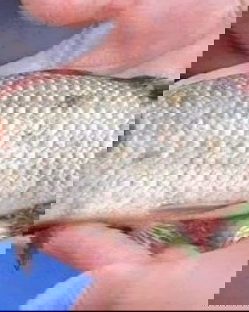 Il pesce maiale di Porto Cesareo