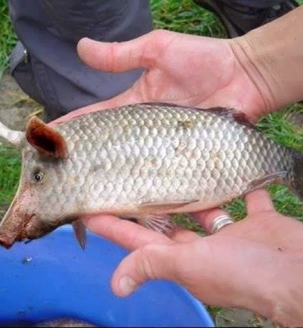 Il pesce maiale di Porto Cesareo article-post