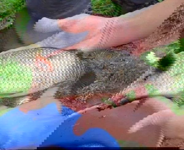 Il pesce maiale di Porto Cesareo