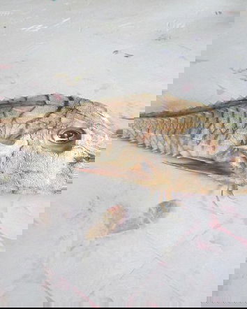 Il pesce misterioso…