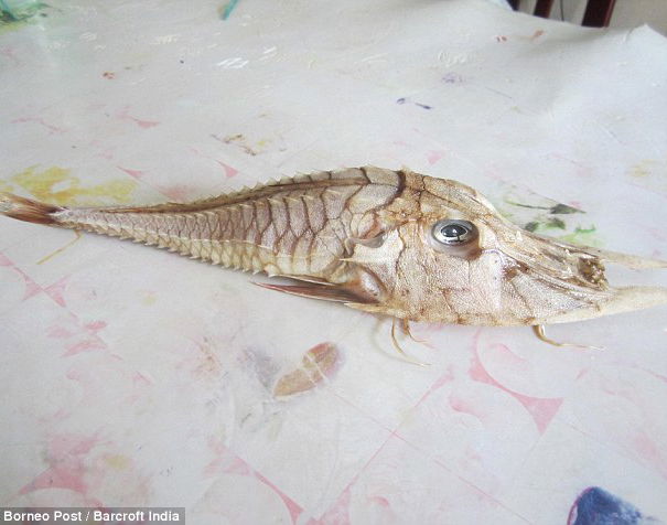 Il pesce misterioso… article-post