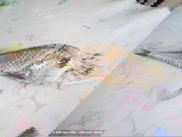 Il pesce misterioso…