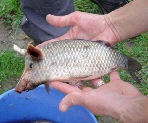 I pesciolotti che abboccano non sono pesciporco article-post
