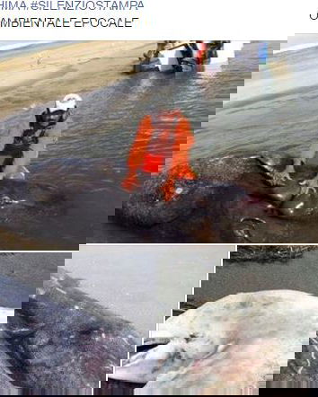 Mutazioni genetiche nei pesci…