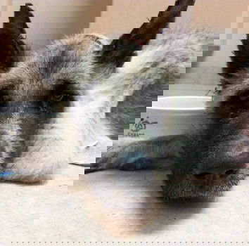 Il cane abbandonato dagli sposini