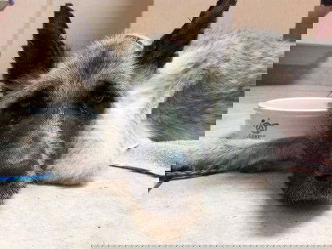 Il cane abbandonato dagli sposini