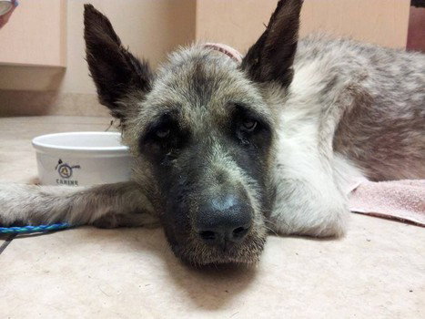 Il cane abbandonato dagli sposini article-post
