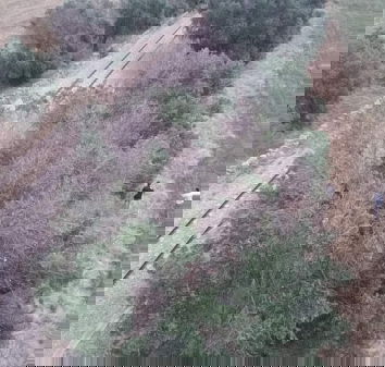 Xylella parte quarta. Un anno dopo.