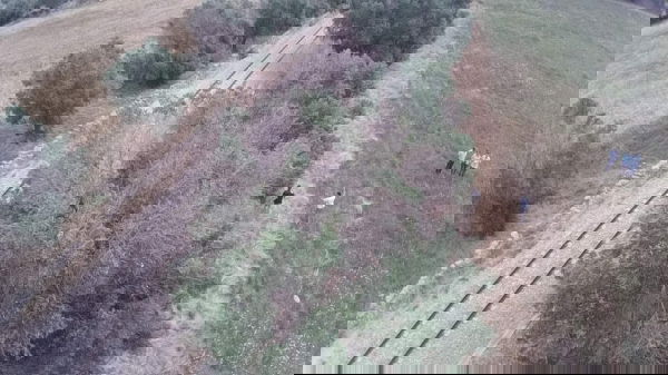 Xylella parte quarta. Un anno dopo.