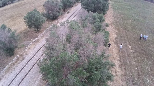 Xylella parte quarta. Un anno dopo. article-post