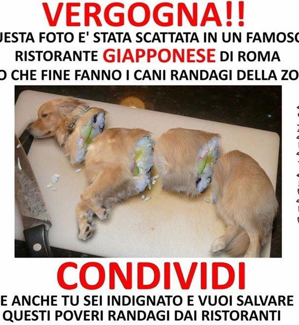 Il cane sushi article-post