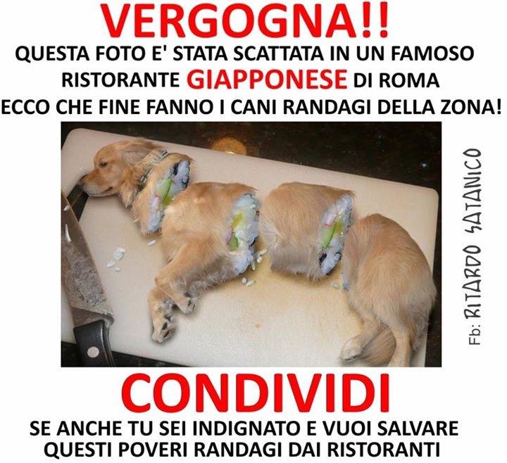 Il cane sushi article-post