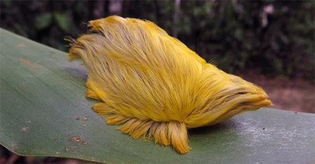 Insetto velenoso? No, bufala virale! article-post