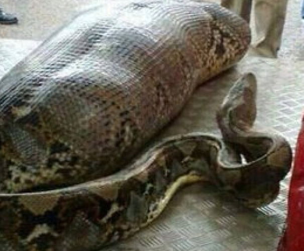 Pitone mangia uomo article-post