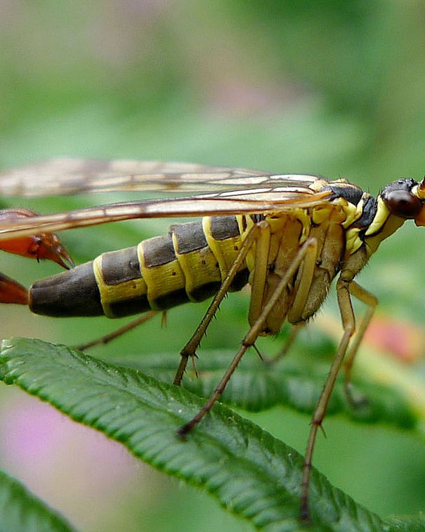 L’insetto più pericoloso al mondo? article-post