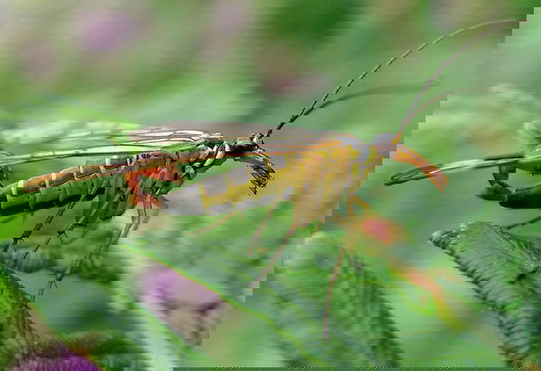 L’insetto più pericoloso al mondo?