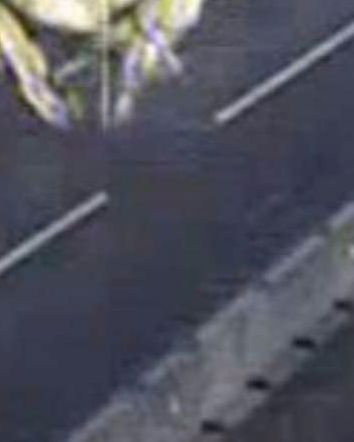 La cinciallegra catturata dall’autovelox