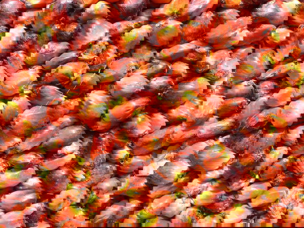 BigFood e l’olio di palma?