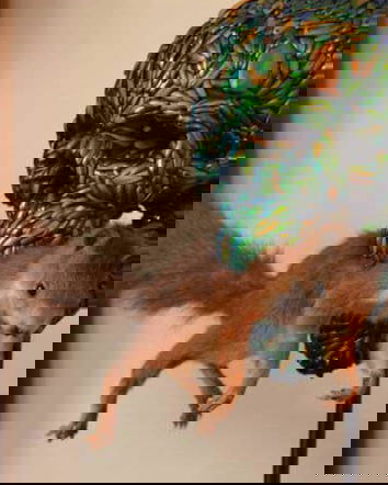 Gatti morti in mostra a Firenze?