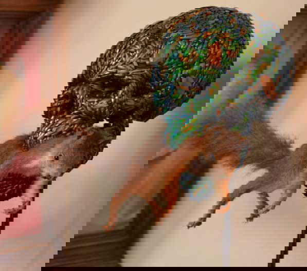 Gatti morti in mostra a Firenze? article-post