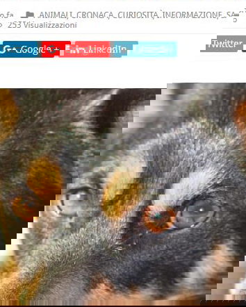 I danni del microchip sugli animali