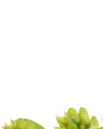 L’omeopatia al contrattacco