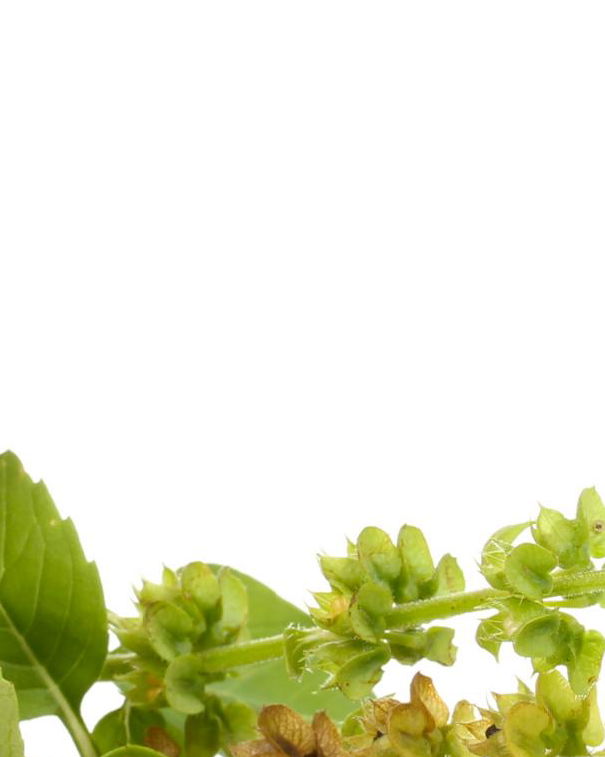 L’omeopatia al contrattacco article-post