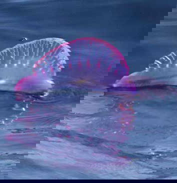 La caravella portoghese, medusa assassina