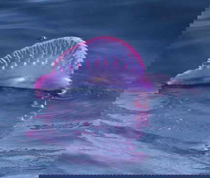 La caravella portoghese, medusa assassina article-post