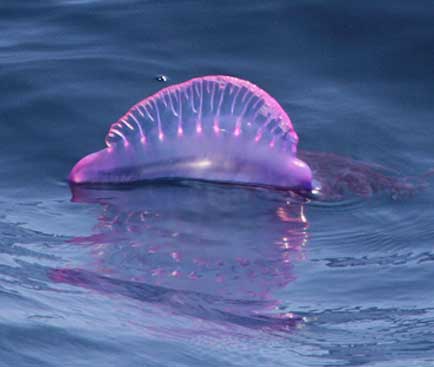 La caravella portoghese, medusa assassina