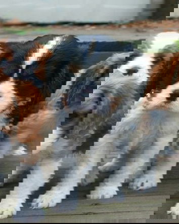 I furti dei cani ed AIDAA