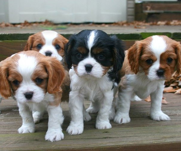 I furti dei cani ed AIDAA article-post