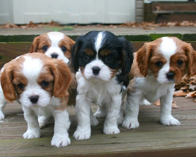 I furti dei cani ed AIDAA article-post