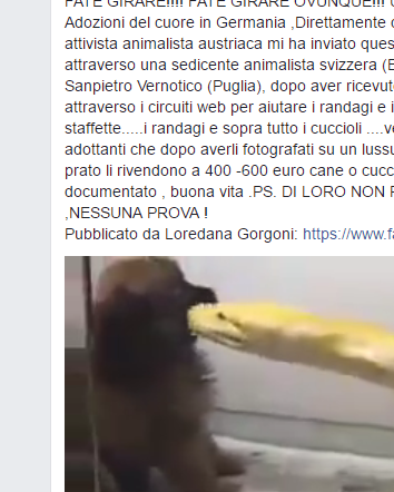 Il cagnolino ucciso dal pitone in Germania